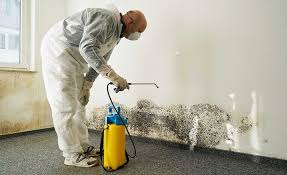 Why You Should Choose Our Mold Remediation Services in Grandview, WA