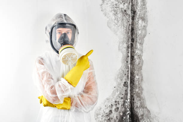 Asbestos and Lead Testing During Mold Inspection in Grandview, WA